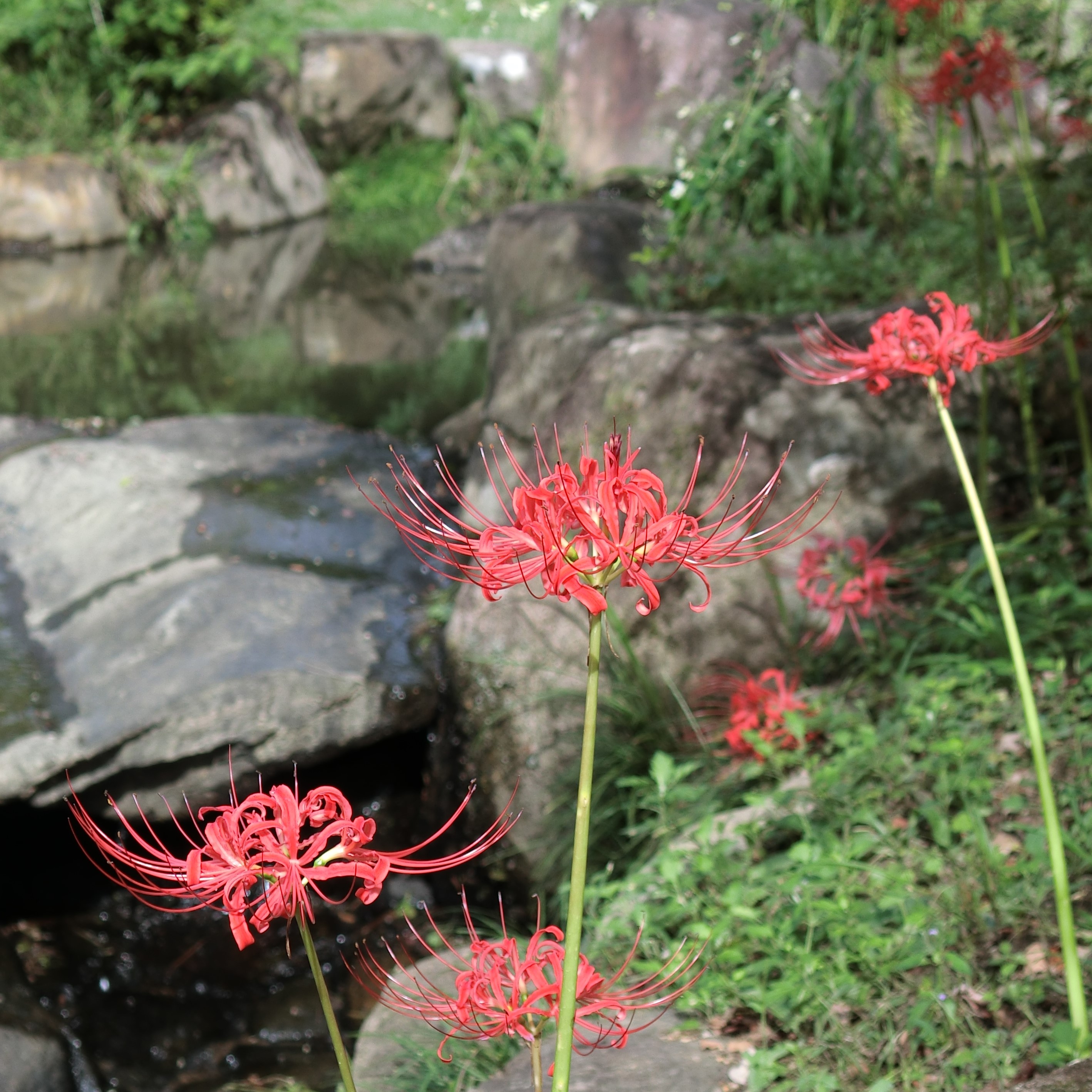 萬葉植物園 開花情報 | 春日大社